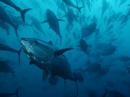 Slika /slike 1/Poljoprivreda i ribarstvo/jadranska tuna.png